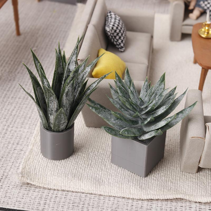 Aloe Vera Pot - Миниатюрное растение алоэ вера в горшке,