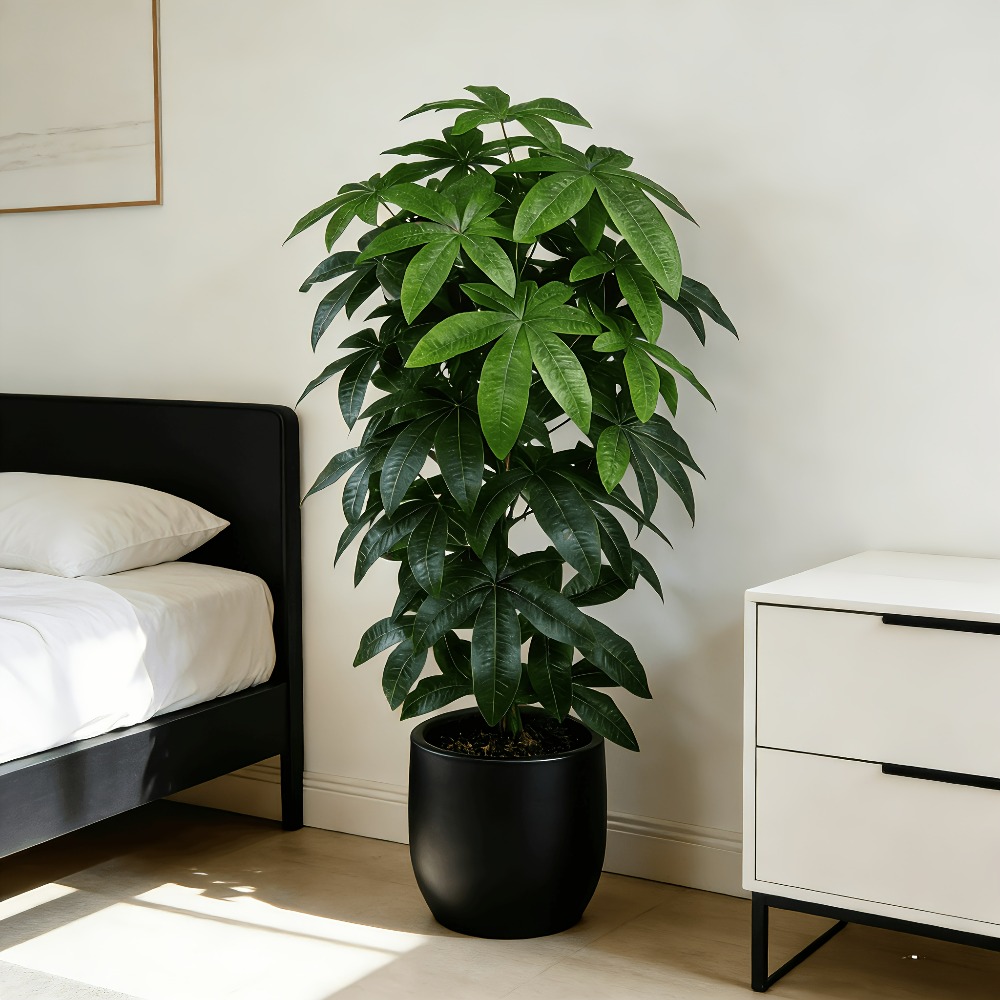 Dracaena Marginata - Искусственное денежное дерево Пачира Акватика с