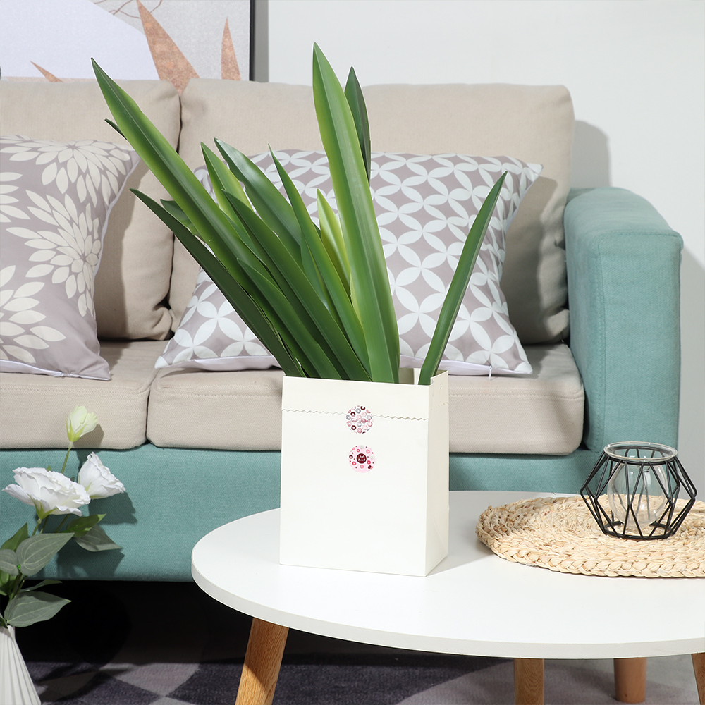 Искусственные орхидеи высокого – обзор и цена Dracaena Marginata