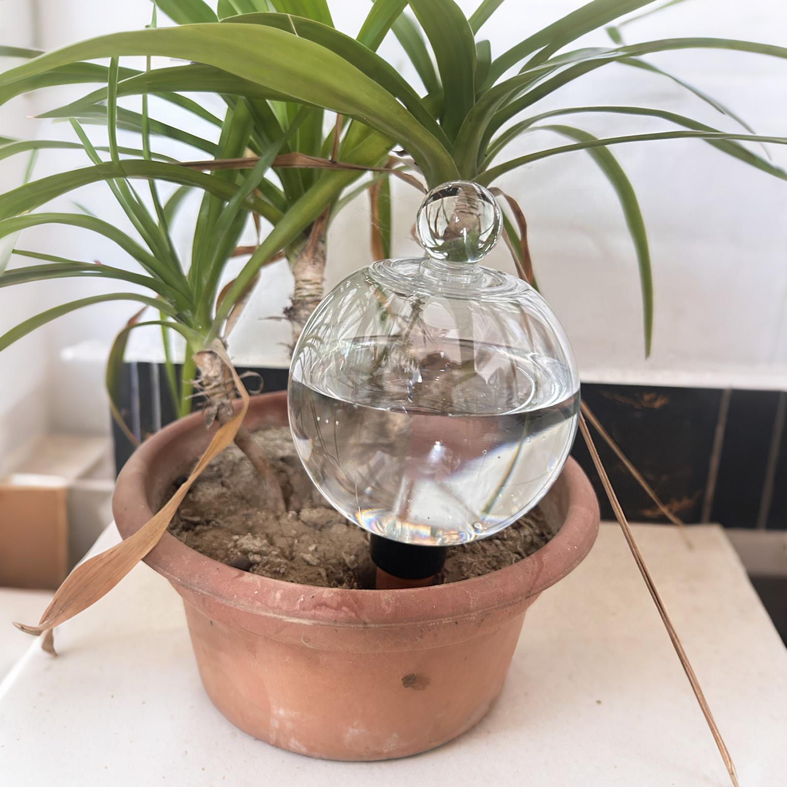 Автоматические капельные систе – обзор и цена Echeveria Succulent