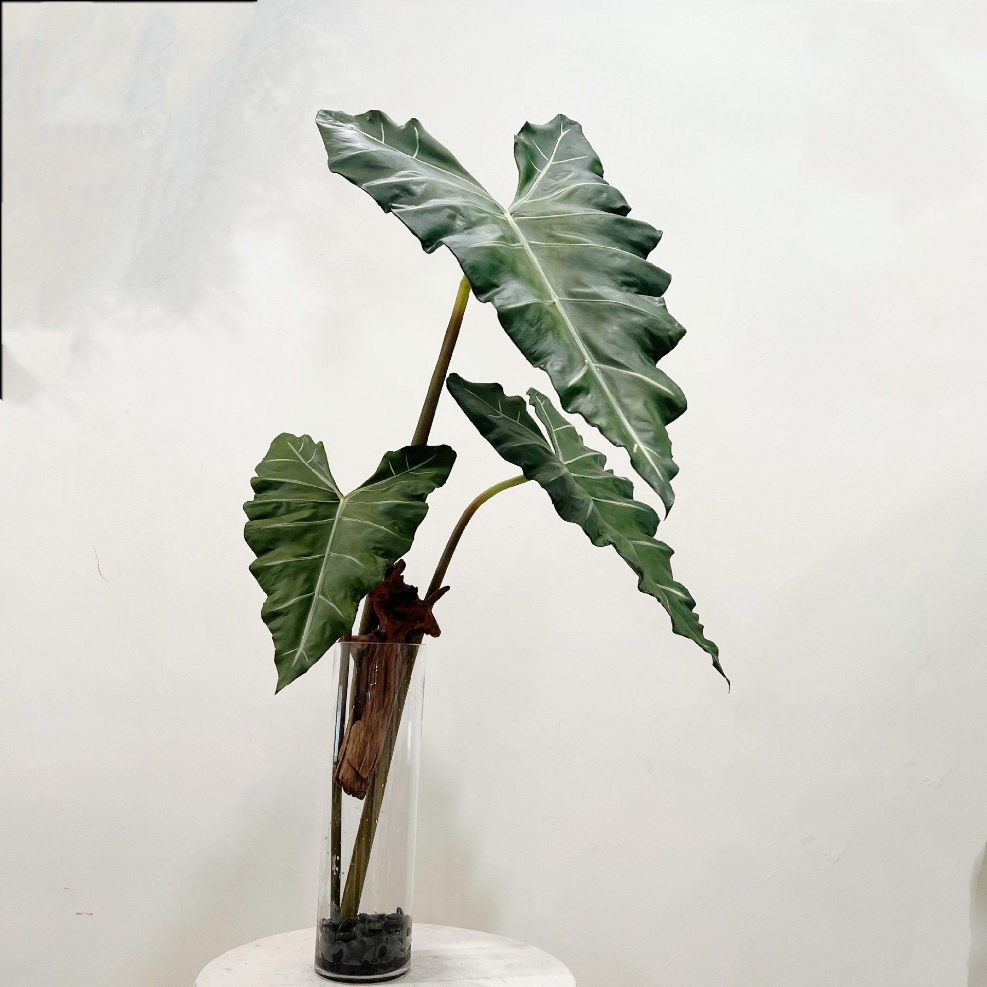 Имитация длинного искусственно – обзор и цена Dracaena Marginata