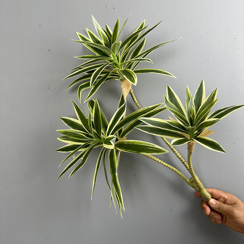 Имитация зеленых растений, 3 г – обзор и цена Dracaena Marginata