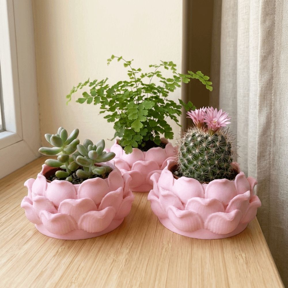 Кашпо для суккулентов в форме  – обзор и цена Echeveria Succulent